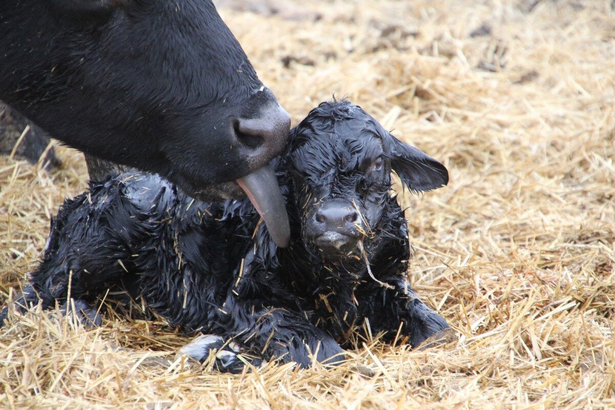 CC Newborn Calf